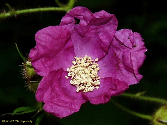 {Rubus odoratus}